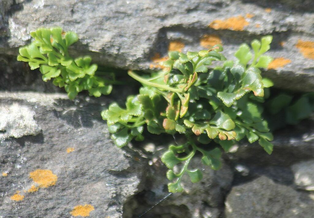 wall-rue from Skipness, Kintyre on August 12, 2024 at 01:03 PM by ...