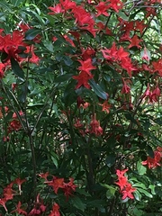 Rhododendron calendulaceum