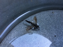 Pamponerus germanicus