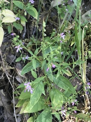 Clarkia heterandra