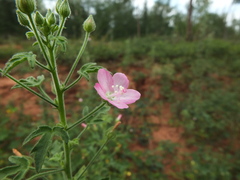 Pavonia zeylanica