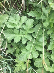 Heracleum sphondylium