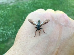 Pamponerus germanicus