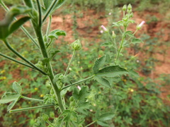 Pavonia zeylanica