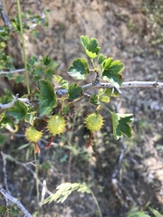 Ribes roezlii