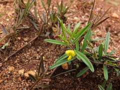 Polygala elongata