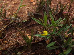 Polygala elongata