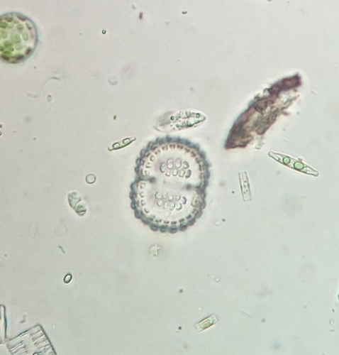 Cosmarium quadrifarium