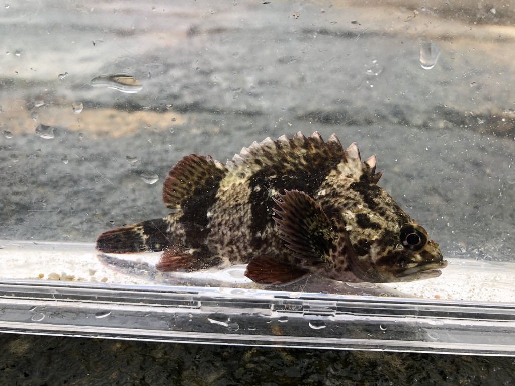Brassblotched Rockfish