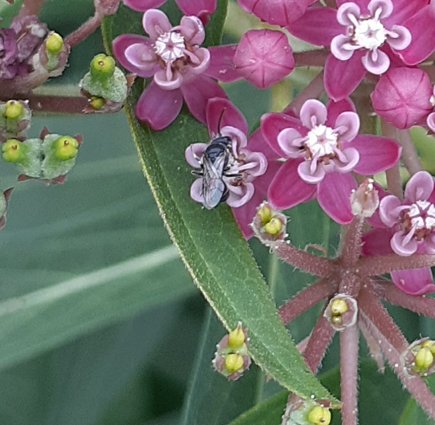 Hairy masked Bee