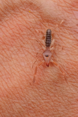 Ammotrechidae