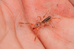 Ammotrechidae