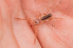 Ammotrechidae