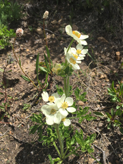 Anemonastrum zephyrum