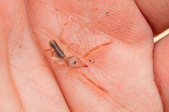 Ammotrechidae