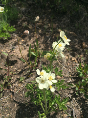 Anemonastrum zephyrum