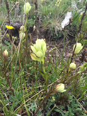 Castilleja occidentalis