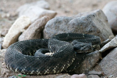Crotalus cerberus