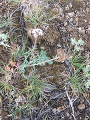 Lomatium orientale