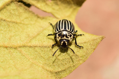 Leptinotarsa undecimlineata