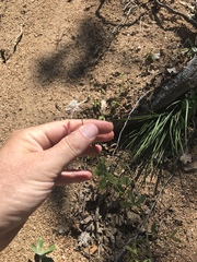 Delphinium gracilentum
