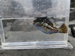 Canthigaster rivulata