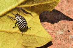 Leptinotarsa undecimlineata