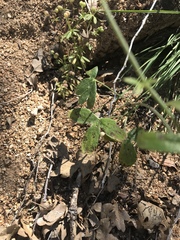Delphinium gracilentum