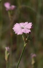 Dianthus polymorphus