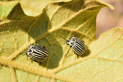 Leptinotarsa undecimlineata