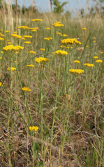 Achillea micrantha