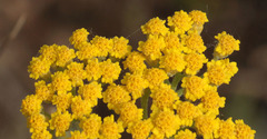 Achillea micrantha