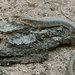 Arizona Alligator Lizard - Photo (c) John Sullivan, some rights reserved (CC BY-NC), uploaded by John Sullivan