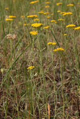 Achillea micrantha