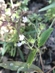 Collinsia childii