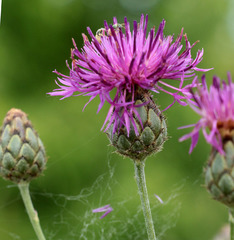 Centaurea scabiosa adpressa