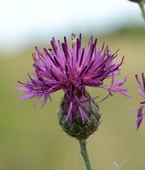 Centaurea scabiosa adpressa