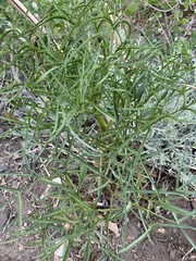 Angelica lineariloba