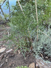 Angelica lineariloba