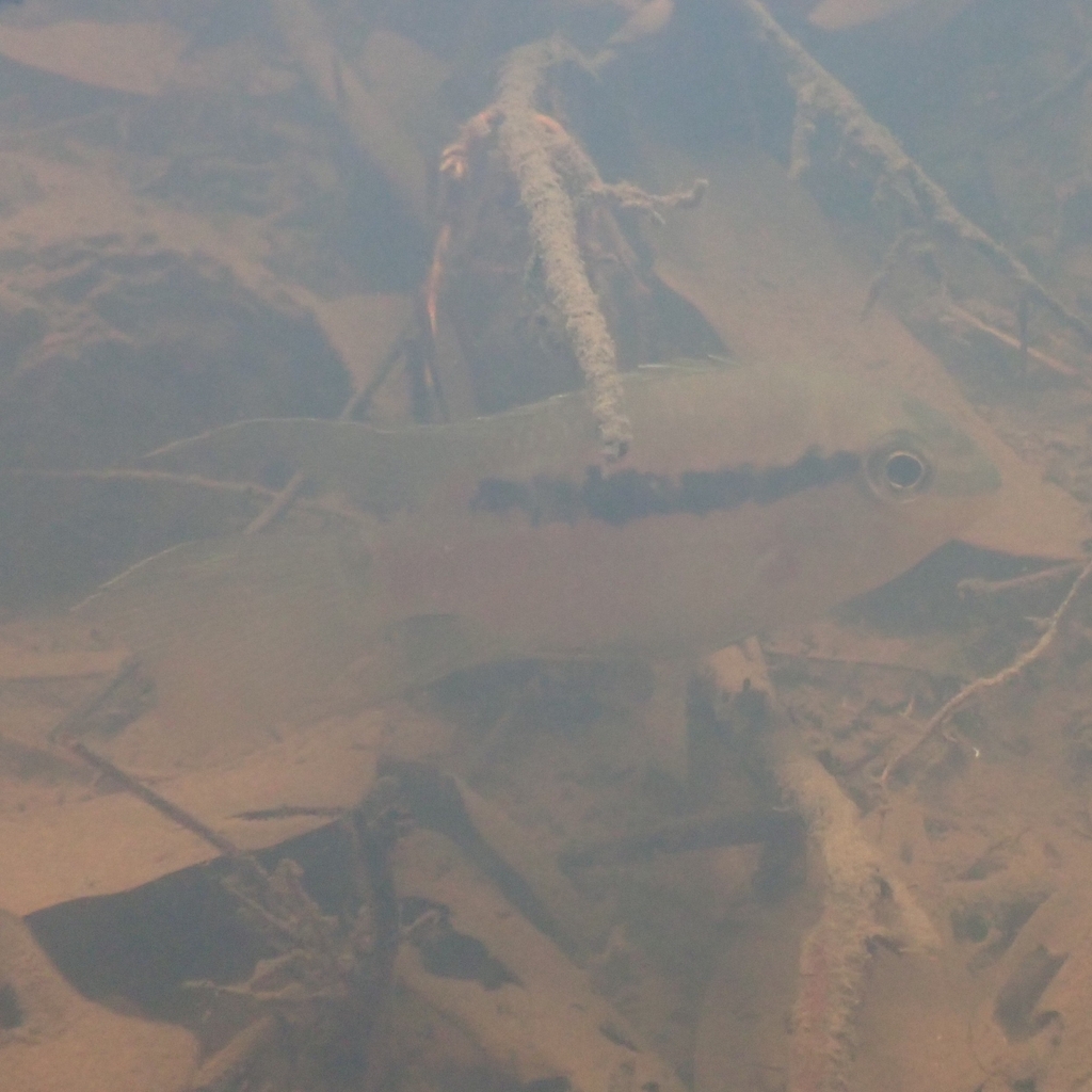 dolphin cichlid