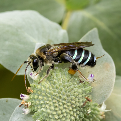 Norton's Alkali Bee photographed in Georgia