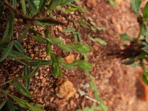 Image of Zornia gibbosa by (c) Siddarth Machado, some rights reserved (CC BY)
