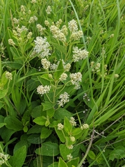 Ceanothus americanus