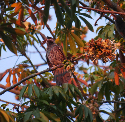 Hartlaub's Babbler (Turdoides hartlaubii), photo 9