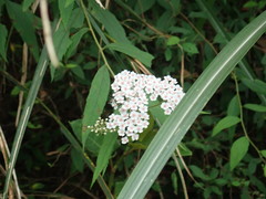 Spiraea formosana