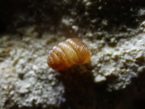 pagoda snail