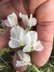 Oxytropis sericea