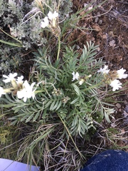 Oxytropis sericea