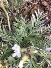 Oxytropis sericea