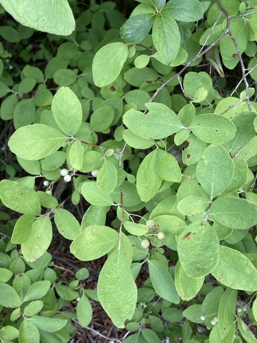 Image of Gaylussacia frondosa by (c) Jaime McGuigan, some rights reserved (CC BY)